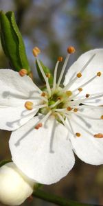 Flor,Macro,Florecer,Floración,Fruta,La Fruta,Primavera