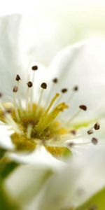 Flor,Macro,Florecer,Floración,Planta