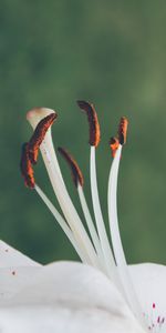 Macro,Pollen,Fleur,Floraison