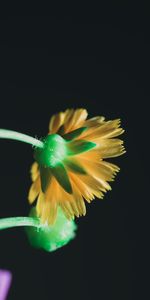 Flower,Macro,Bloom,Flowering,Stem,Stalk,Flowers,Petals