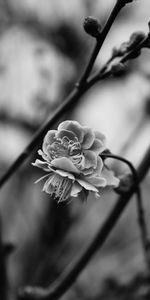 Flower,Macro,Blur,Flowering,Branch,Bw,Blooming,Smooth,Chb