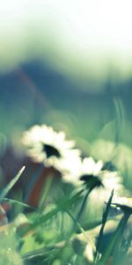 Flower,Macro,Blur,Smooth,Field,Background