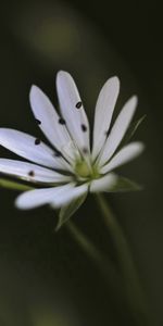 Flower,Macro,Blur,Smooth,Grass,Dark