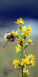 Flower,Macro,Blur,Smooth,Insect,Bumblebee