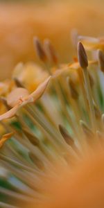 Flor,Macro,Borrosidad,Suave,Planta