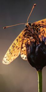 Flower,Macro,Blur,Stem,Stalk,Antennae,Tendrils,Smooth,Butterfly