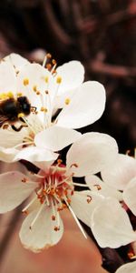 Flower,Macro,Branch,Bee