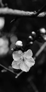 Flower,Macro,Branch,Bw,Flowering,Chb,Bloom