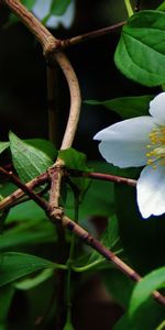 Flower,Macro,Branches,Leaves