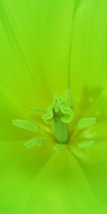 Brillant,Fleur,Macro