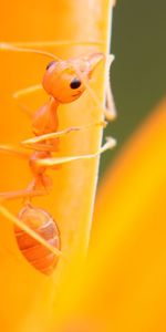 Brillante,Flor,Macro,Pétalos,Hormiga