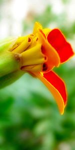 Flower,Macro,Bud