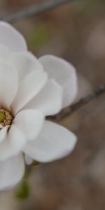 Flower,Macro,Bud,Blur,Smooth