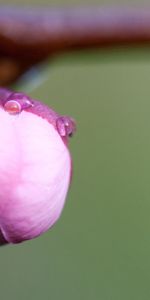 Drops,Flor,Macro,Brote,Yema