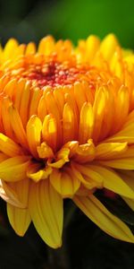 Flower,Macro,Bud,Petals