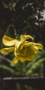 Flower,Macro,Bud,Petals