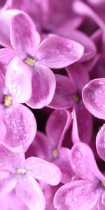 Lilas,Macro,Bourgeon,Fleur,Pétales