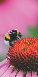 Flower,Macro,Bud,Pollen,Bumblebee