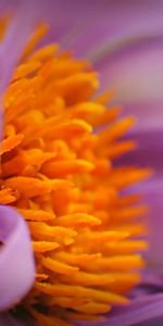 Flower,Macro,Bud,Pollen,Close Up