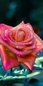 Flower,Macro,Bud,Sharpness,Drops,Rose Flower,Rose,Leaves