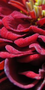 Flower,Macro,Bud,Stamens,Petals