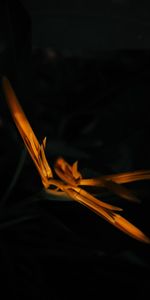 Flower,Macro,Buds,Dark