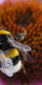 Flower,Macro,Bumblebee