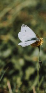 Macro,Fleur,Papillon