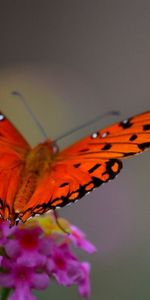 Flower,Macro,Butterfly