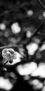 Flor,Bw,Macro,Chb,Sakura