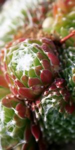 Flower,Macro,Cactus,Thorns,Prickles