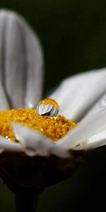 Flower,Macro,Chamomile,Kalya,Camomile