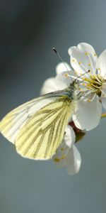 Cerise,Macro,Source,Fleur,Papillon,Printemps