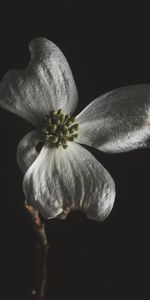 Flower,Macro,Close Up,Bloom,Flowering