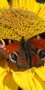 Flower,Macro,Close Up,Butterfly