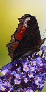 Flower,Macro,Close Up,Wings,Butterfly