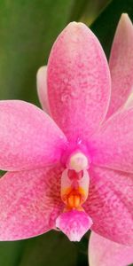 Macro,Points,Fleur,Couleur,Point,Orchidée