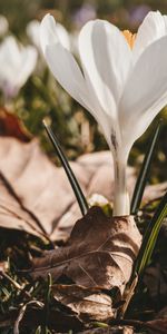 Flower,Macro,Crocus,Leaves,Spring