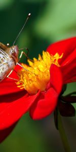 Flower,Macro,Dahlia,Butterfly