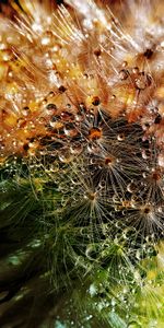 Flower,Macro,Dandelion,Drops,Close Up,Fuzz,Fluff