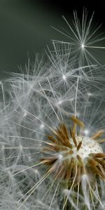 Flor,Macro,Diente De León,Pelusa