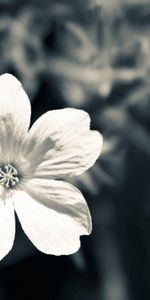 Macro,Fleur,Sombre