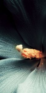 Flower,Macro,Dark Background,Hibiscus