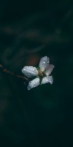 Drops,Flor,Macro,Rocío,Oscuro