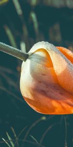 Flower,Macro,Dew,Tulip,Drops,Wet