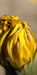 Flower,Macro,Dry,Dandelion