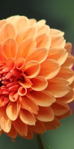 Dahlia Nain,Nain De Georgin,Fleur,Macro