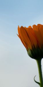 Flower,Macro,Evening,Background,Sky,Dark