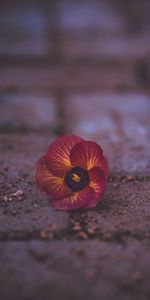 Flower,Macro,Fallen,Violet Wittrock,Violet Of The Vittronic,Close Up