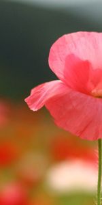 Flower,Macro,Field,Stem,Stalk